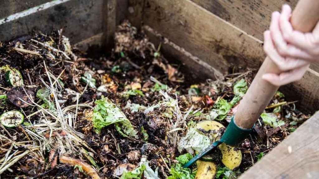 Diese Pflanze macht deinen Kompost enorm schneller fertig