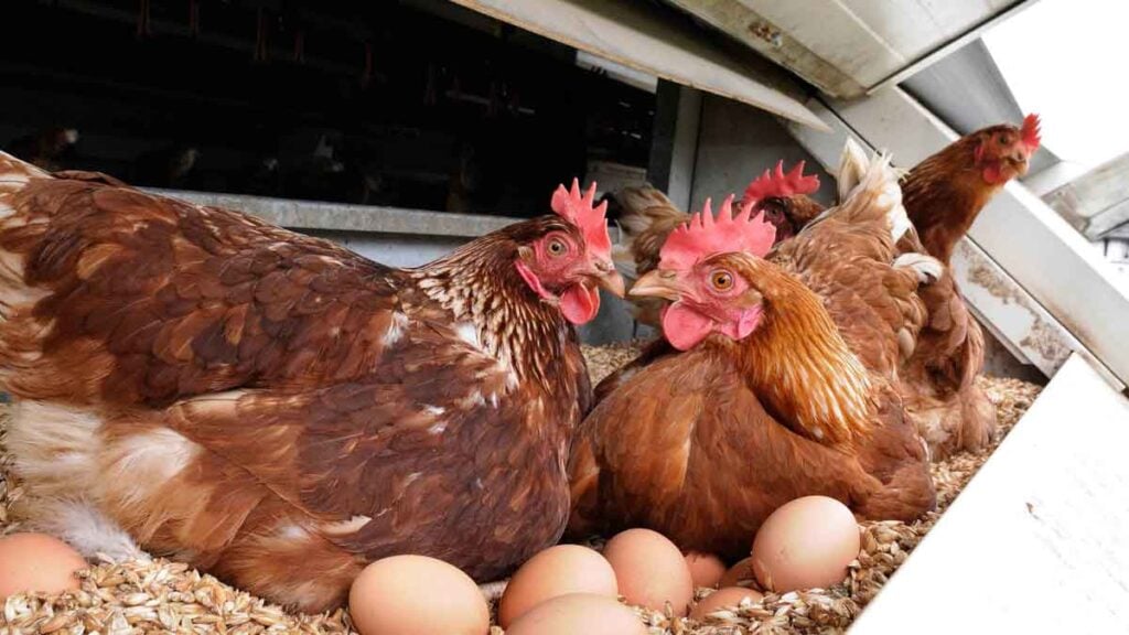 Ein einfacher Stall-Geheimnis So verdreifachen Sie die Eier Ihrer Hühner