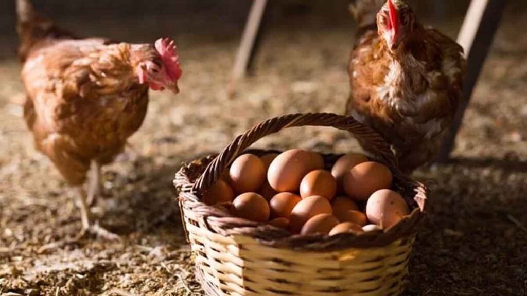 Ein einfacher Stall-Geheimtipp So verdreifachen Sie die Eier Ihrer Hühner