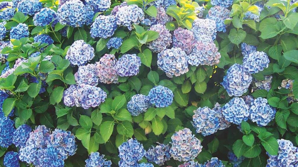Gärtner müssen Hortensien noch vor März ein entscheidendes Geheimnis geben