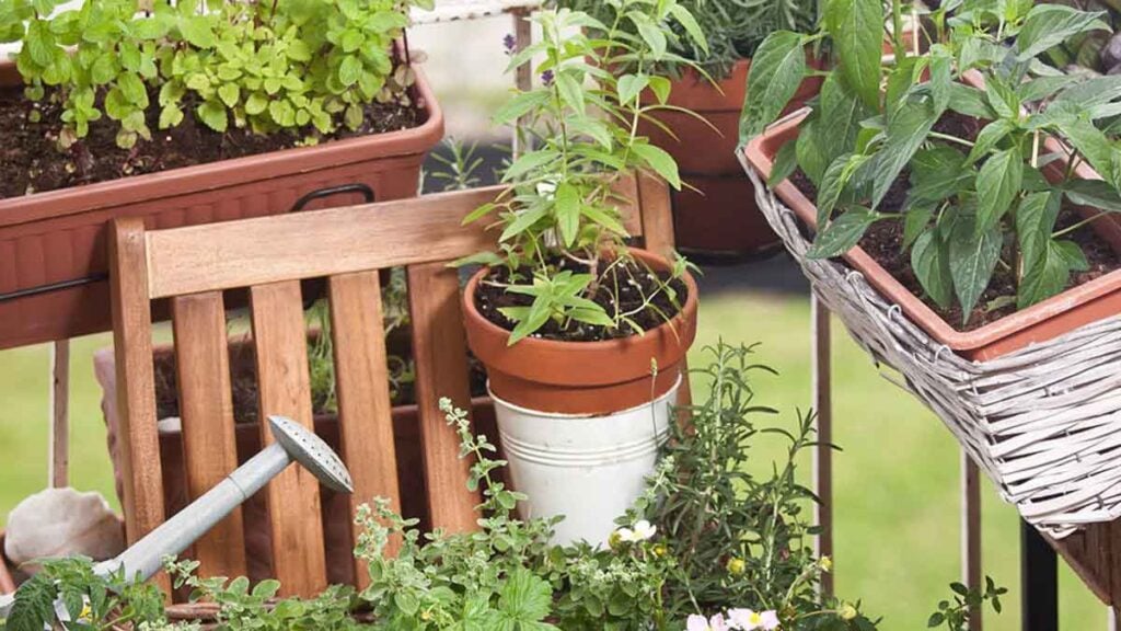 Gartenexperten schwärmen von dieser Pflanze, weil sie Schnecken im Beet auf natürliche Weise fernhalten kann