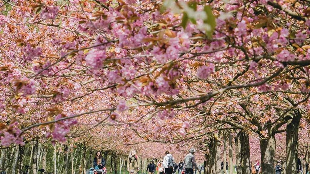 Nur 13 km vom Zentrum zur längsten Kirschblütenallee Brandenburgs Über 1.000 japanische Kirschbäume auf 2 km entlang des ehemaligen Grenzstreifens der Berliner Mauer