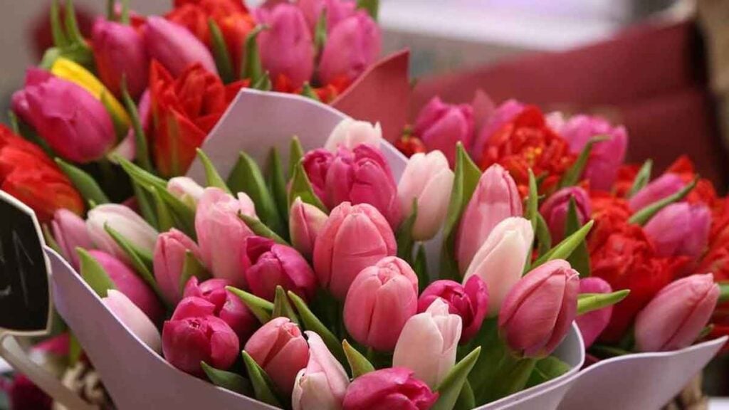 Nur 20 km von Berlin beginnt nächste Woche der größte Tulpenmarkt Brandenburgs Über 100.000 Tulpen aus Holland, 1 Tulpe gratis pro Besucher und 10 Tulpen für etwa 5 €
