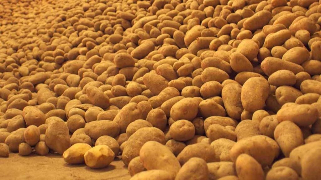 Paar muss 800.000 Kilo Kartoffeln retten „Brauchen dringend Hilfe“