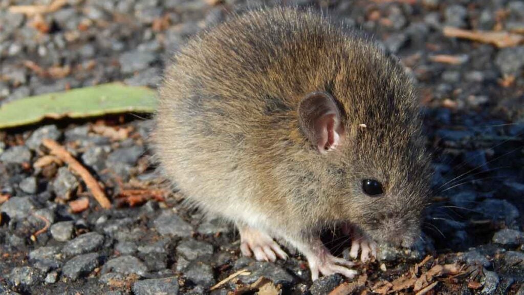 Ratten überrennen Nordsee-Insel Lösung weiter nicht in Sicht