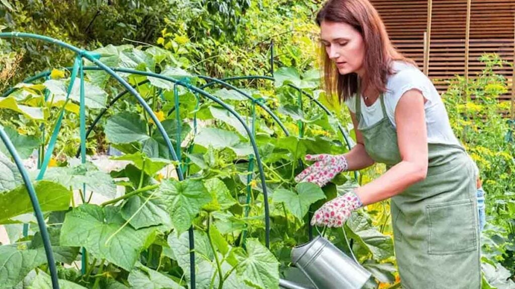 Wie Dünger Mit diesem Geheimgetränk wachsen Ihre Gurken besser